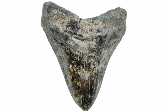 Fossil Megalodon Tooth - Polished Blade #233996